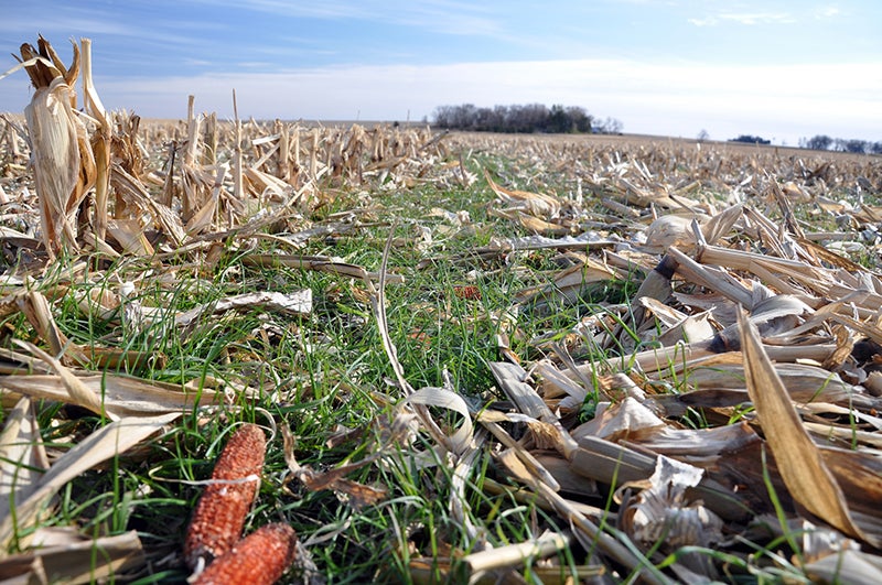 Corn field