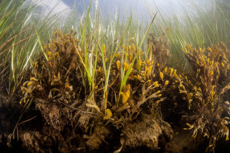 Soil and plants in a tidal salt marsh