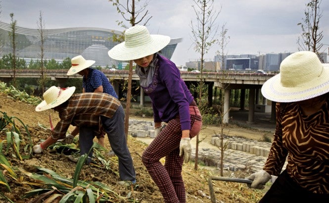 Against the backdrop of urban buildings and an elevated highway, four women and men, wearing light colored straw hats and gardening gloves, plant trees and harvest grass on a hill in an urban park.