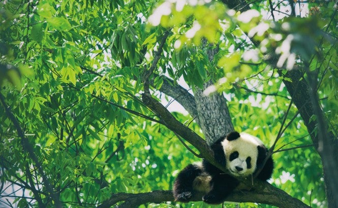 A panda cub sits among the branches of a eucalyptus tree