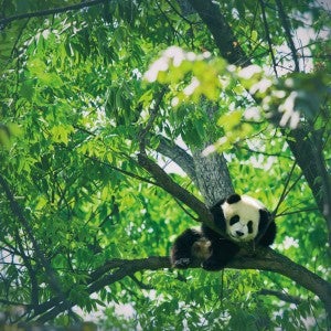 A panda cub sits among the branches of a eucalyptus tree