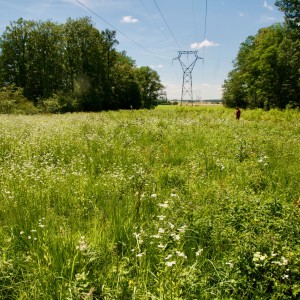A field of wildflowers with trees on either side and an elecrical transmission line overhead, which connects to a tower in the background