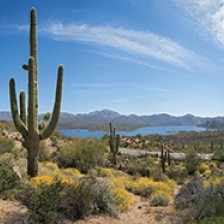 Southwest United States desert landscape with cacti and yellow flowering bushes and road and reservoir in the background