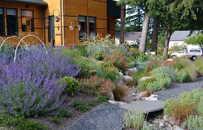 This image shows the side yard of a house in Washington state. The yard includes a rain garden that collects water from the street and filters pollutants. The garden includes drought-tolerant plants and grasses. Perennials range in color from purple to green to red. An orange house sits in the background.