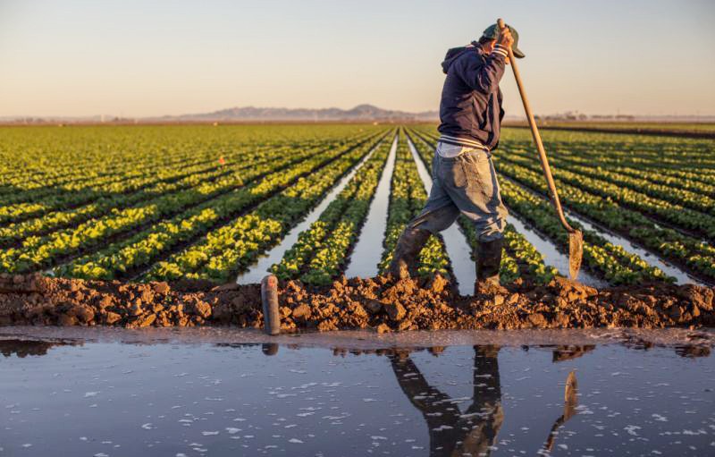 A farmer holding a long handled shovel, and wearing a baseball cap, hoodie, dirt-smeared jeans, and rubber boots, walks past rows of low-growing green plants with water in between them. The rows of his crops recede into the distance where they meet purple mountains at the horizon. In the foreground, there is a pool of water separated from the field by a low dirt barrier. The farmer is reflected in the water.