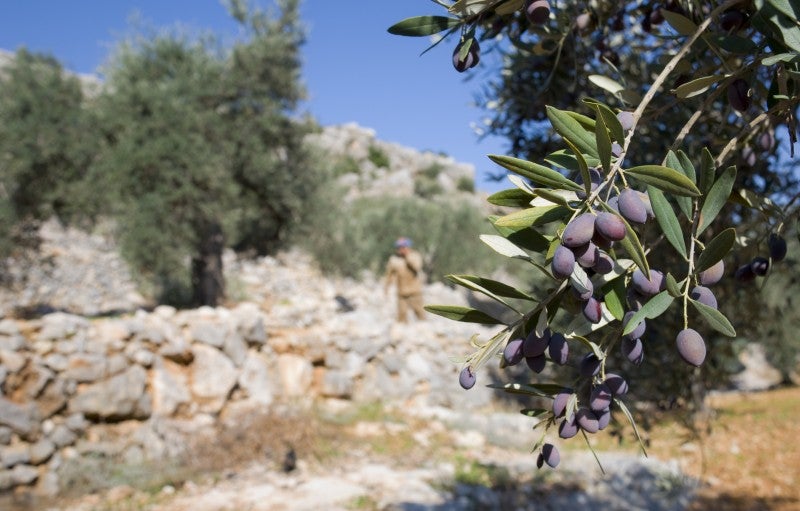 A farmer working in an olive grove in Aboud, a Palestinian village in the West Bank. A farmer working in an olive grove in Aboud, a Palestinian village in the West Bank.