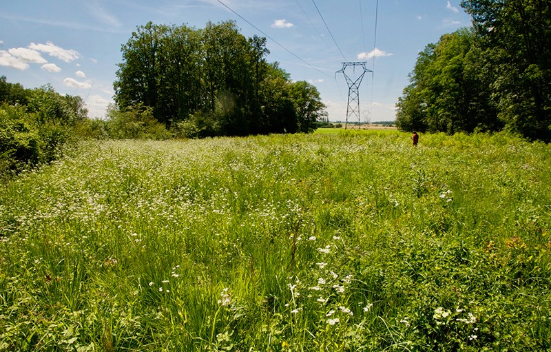 Photograph shows a green field with trees near the back and a blue sky with clouds. At the far end of the field, between the trees, a high-voltage electric transmission tower can be seen.