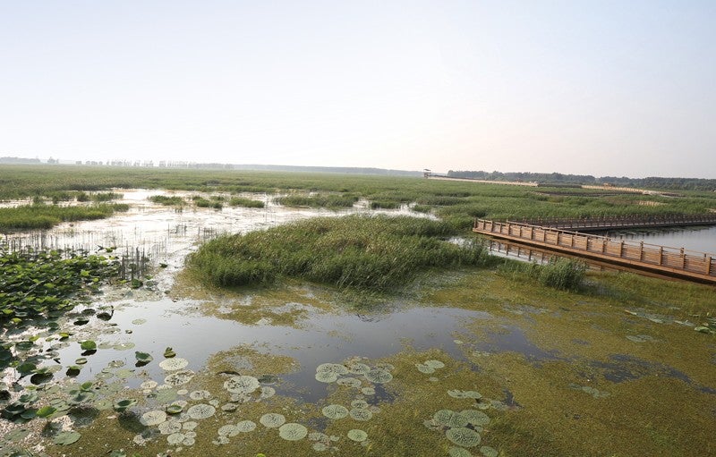 View of the boardwalk through the Weishan Wetland Park. Credit: AECOM A clear, light blue sky fills the top half of the image and a green wetland, with grasses, algae, and lily pads, fills the bottom. A fenced, raised boardwalk made of wood is shown on the right side of the image, zig zagging toward the horizon..