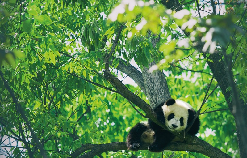 A panda cub sits among the branches of a eucalyptus tree