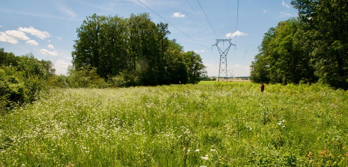 A utility corridor in the Orient Forest Regional Natural Park in Northeast France, shown after it was restored as part of the LIFE Elia-RTE project. A field of wildflowers with trees on either side and an elecrical transmission line overhead, which connects to a tower in the background